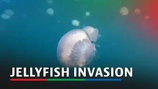 Jellyfish 'invasion' delays restart of French nuke plant | ABS-CBN News