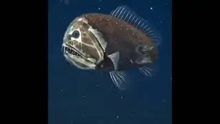 The rare Ogrefish | Ogrefish