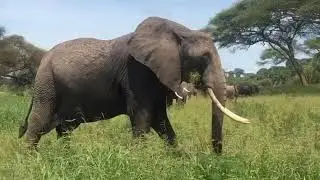 Ethiopian Wildlife - Safari Tour. Elephant sight seeing