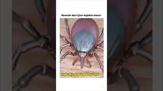 Kene Deriye Nasıl Girer #kene #keşfet #animals #bilgi