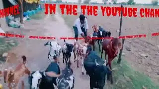 Bakri chor new video trailer comedy  volgs short status YouTube status vid Baghel Sahab Bakri chor