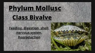 Class Bivalvia | Phylum Mollusca