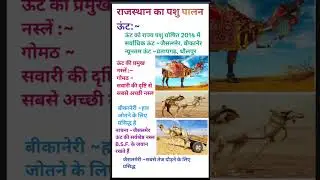राजस्थान में ऊंट की प्रमुख नस्लें #2ndgrade #reet #gk #patwari #facts #4thgrade #gkquestion #shorts