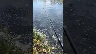 #music #love #travel #edm #fishing #nature #meditationmusic #lake #carp #beach
