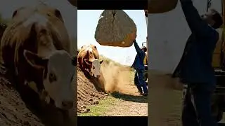 Man Rescues Trapped Cow 🐄🤲 | Emotional Animal Rescue #cowrescue #rescueshorts