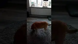 what can vinnie smell?