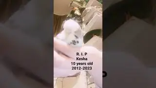 rest in peace :c