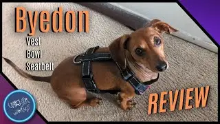 My Dachshund Loves Her Harness, Seatbelt, and Collapsible Bowl from Byedon!
