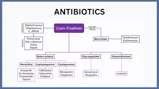 Antibiotics Explained