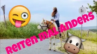Chaos beim Kuhreiten