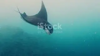 Majestic Marine Life: Diving into the Dominican Republic&rsquo;s Ocean Depths #cuteanimal #wildlife