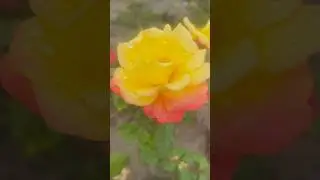Rose 🌹 garden #roses#soulslike #relaxation #satisfyingvideo