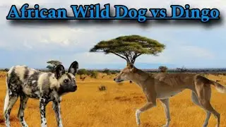 African wild dog vs Australian Wild Dog Dingo fight ! Wildlife Documentary