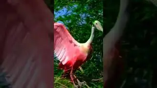 Large male tropical and brightly colored bird opens hiswings showing the beautiful pink underneath