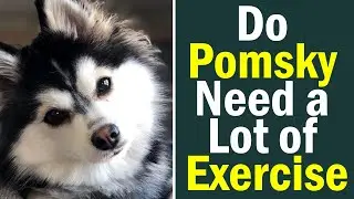 Do Pomsky Need a Lot of Exercise? Discovering Your Pup's Energy Needs!