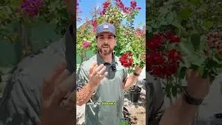 Crape Myrtles In Full Bloom
