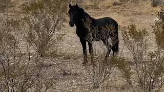 Watch wild horse protecting the family