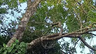 Wild torrent resort kuttikkanam