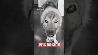 Send to someone you love  #germanshepherd #dogcoach #funnydog