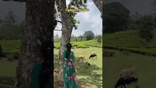 ladrum estate&hearts;️#peermade  #vagamon#ladrum #youtubeshorts #travel #trendingshorts #travelvlog #nature