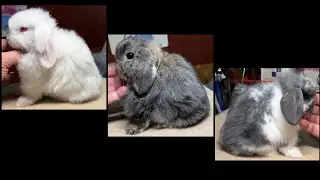 Gingerbread & Boudin Ball Holland Lop Litter 51 Days Old