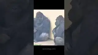Gorilla Shabani loves to playfully bother his mate. #lyrics #gorilla #deafkids #geejay #shugar