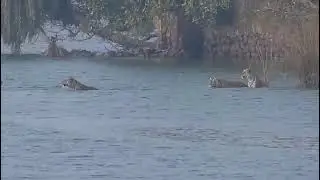 Ranthambhore Tiger Encounters: A Rare Tiger Sighting in Ranthambhore