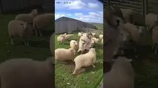 WOLF IN SHEEP'S CLOTHING CAUGHT ON SECURITY CAM! 🐺🐑