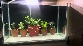 tiger barb planted tank setup | barebottom potted planted tank