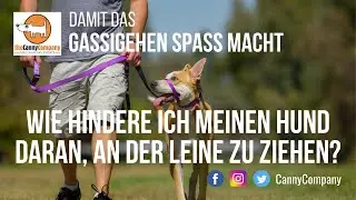 Mein Hund zieht an der Leine. Was kann ich machen?