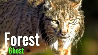 The Lynx: Europe&rsquo;s Wild Cat With a Deadly Silent Hunt | Rare Forest Predator 