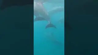 Luke Spearfishes Alongside a Pod of Dolphins  #fishing #campping  #bestcamping #outdoors
