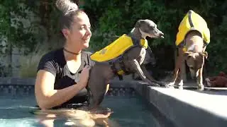 Teaching My Dogs How To Swim