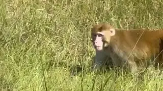 Breaking News!! Dangerous, infected Monkeys on the loose in Mississippi 