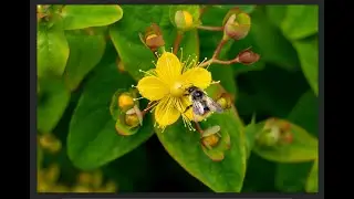 Las abejas solitarias