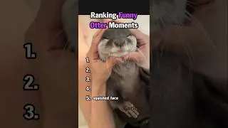 Ranking Funny Otter Moments #animalvideos #otter #funny #shorts