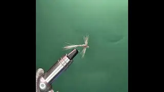Imperial - One Fly A Day
