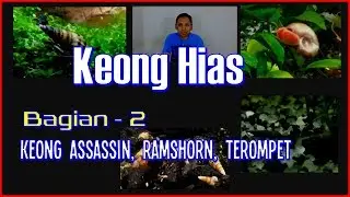 6 Jenis Keong Hias Aquascape - Bagian 2