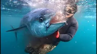 Spearfishing Southern Bluefin Tuna - Bollards Barrel