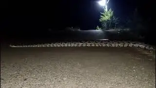 African rock python (python sebae)