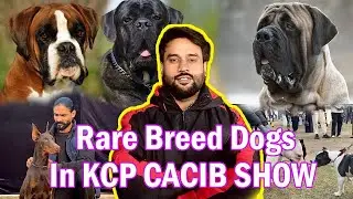 Biggest All Breed Cacib Dog Show Ever By kennel Club Pakistan | Dog Show 2026 Pakistan 