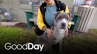 Meet Max, an adorable dog at the Lodi Animal Shelter | Central Valley Cuddles