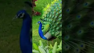 &ldquo;Soothing Nature Sound &ndash; Peacock Singing for stress relief, relaxation meditation and sleep#music