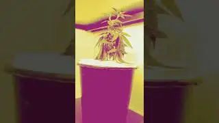 Marijuana , Cannabis , Weed  how water can do miracles to a thirsty plant