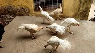 పర్లా జాతి కోళ్ళు  # parla breed chicken