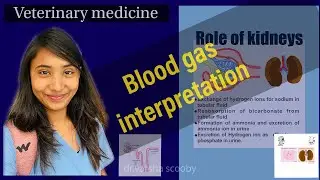Blood gas interpretation veterinary educational video