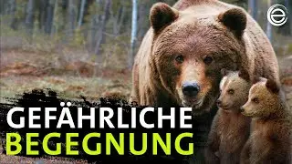 B&auml;renkinder: &Uuml;berleben lernen von der Mutter | Erlebnis Erde