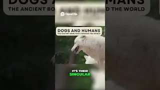 The Secret of Dogs: Why Their Loyalty Heals Us
