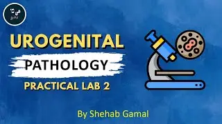 Urogenital | practical pathology (lab 2)