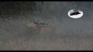 RED STAG HUNTING IN SEPTEMBER 2024 - BEGINING OF THE RUT TIME